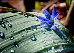 Liść, Niebieski, Kwiatek, Cebulica, Krople, Deszcz