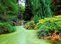 Park, Azalia, Różanecznik