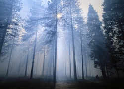 Las, Mgła, Promienie słońca