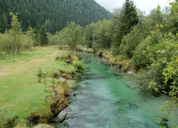 Rzeka, Lasy