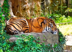 Tygrys, Kamień, Odpoczynek