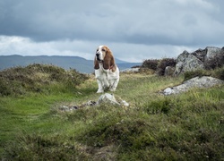 Basset, Hound, Kamienie, Trawa