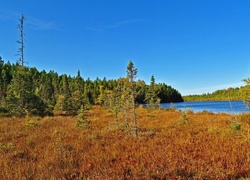 Jezioro, Lasy, Łąka