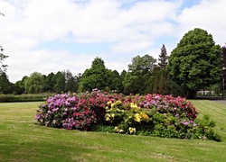 Ogród, Park, Azalie, Różaneczniki