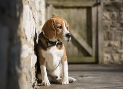 Pies, Beagle, Ściana, Obroża