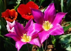 Kolorowe, Tulipany, Pręciki
