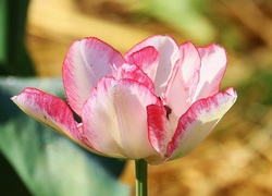Różowo, Biały, Tulipan