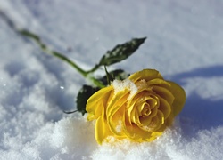 Żółta, Róża, Na, Śniegu, Zima