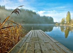 Las, Mgła, Trzciny, Jezioro, Poranek, Pomost