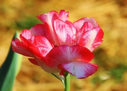 Kolorowy,  Tulipan
