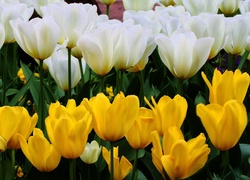 Tulipany