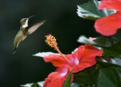 Koliber, Hibiskus