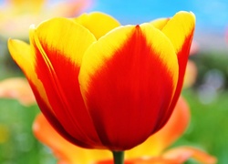 Żółto, Czerwony, Tulipan