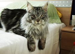 Kotek, Maine Coon, Łóżko