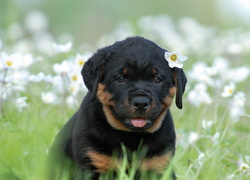 Szczeniak, Rottweiler, Łąka, Kwiaty