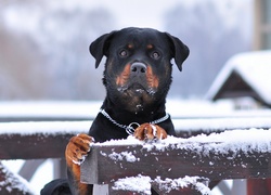 Rottweiler, Płot, Śnieg