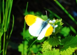 Motyl, Liście