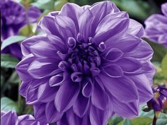 Fioletowa, Dalia