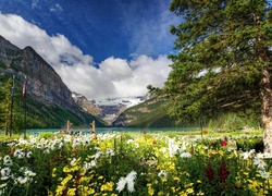 Kanada, Prowincja Alberta, Park Narodowy Banff, Góry, Jezioro Lake Louise, Drzewa