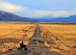 Droga, Łąki, Góry, Owce, Wypas, Patagonia, Chile