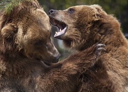 Walczące, Niedźwiedzie
