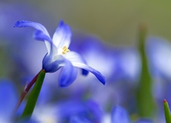Błękitny, Kwiatek, Makro, Śnieżnik