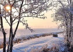 Zima, Drzewa, Słońce, Pola