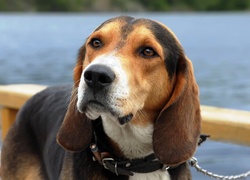 Beagle, Obroża