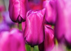 Fioletowe, Tulipany