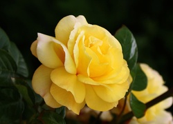 Żółta, Róża, Liście