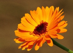 Gerbera