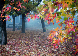 Park, Drzewa, Liście, Ławka, Mgła, Jesień