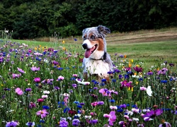 Łąka,  Owczarek australijski-australian shepherd