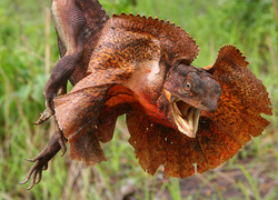 Agama, Kołnierzasta