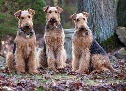 Trzy, Psy, Wire Haird Terrier