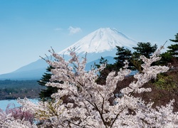 Fudżi, Kwitnące, Drzewa, Japonia, Wiosna