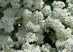 Białe, Kwiatki