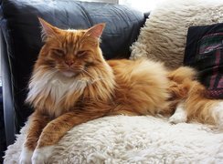 Kotek, Maine Coon, Kanapa
