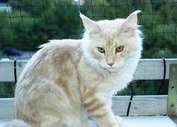 Kotek, Maine Coon, Ławka