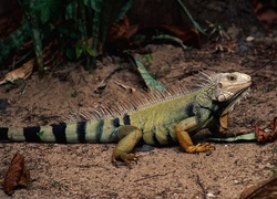 Iguana, Liście