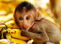 Małpka, Banany