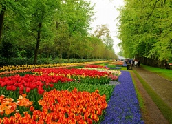 Lisse, Park, Keukenhof, Tulipany Szafirki, Spacerowicze