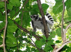 Lemur, Gałęzie, Liście