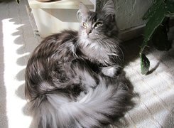 Kotek, Maine Coon