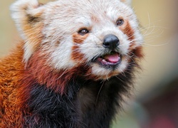 Panda, Język, Pandka ruda