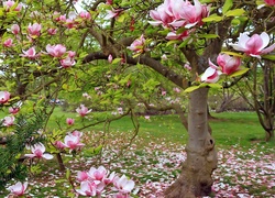 Wiosna, Park, Kwitnąca, Magnolia