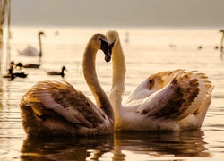 Łabędzie
