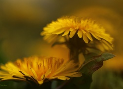 Mniszek Pospolity, Żółte, Kwiaty