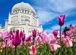 Katedra, Tulipany, Niebo