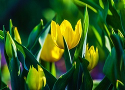 Żółte, Tulipany, Pąki, Liście